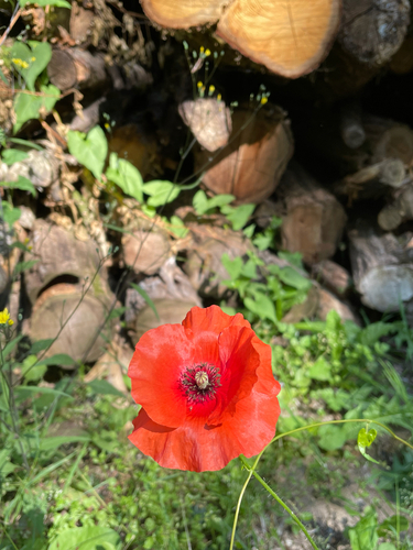 common poppy