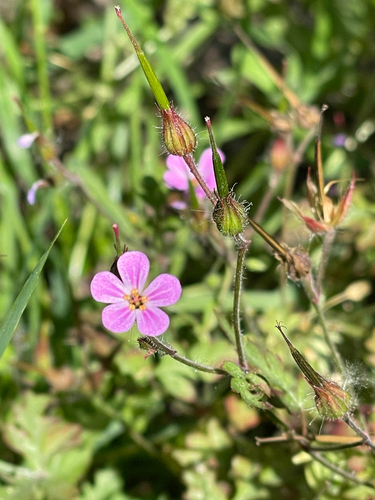 Herb Robert