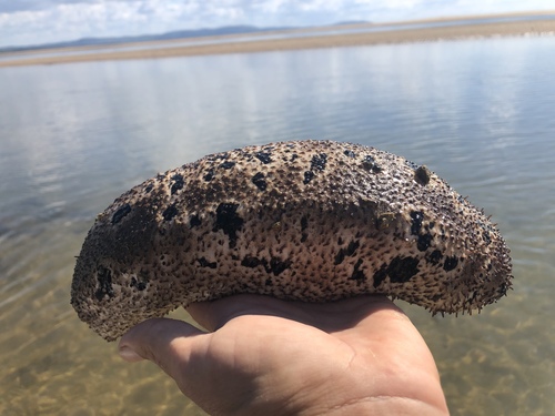 Golden Sandfish
