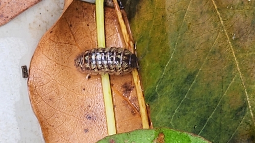 Common Pill Woodlouse
