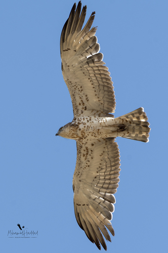 Short-toed Snake-Eagle
