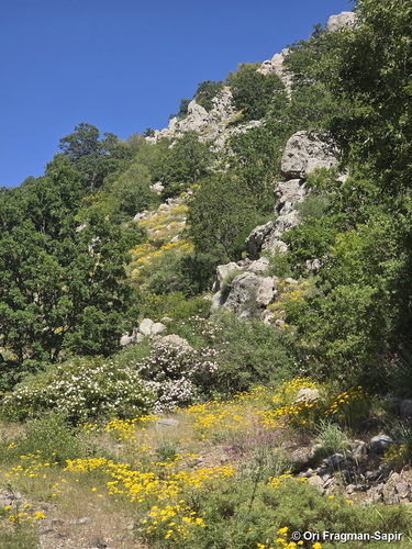 Hypericum scabrum
