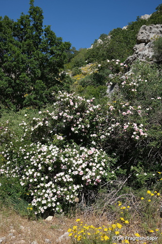 Dog-rose
