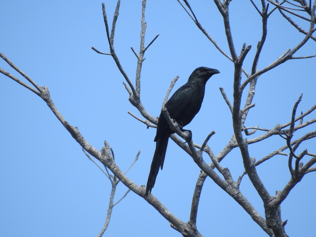 Moluccan Starling photo