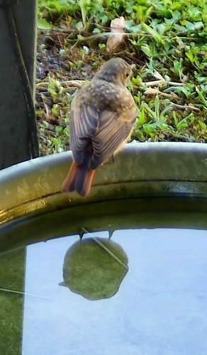 Common Redstart