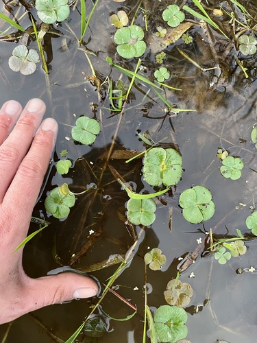 Marsilea ancylopoda