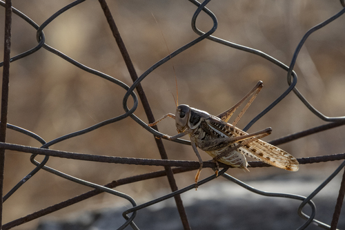 White-faced Bush-cricket