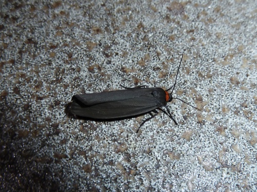 Red-necked Footman