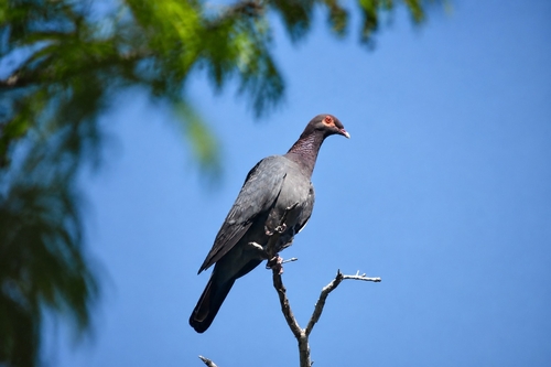 Scaly-naped Pigeon