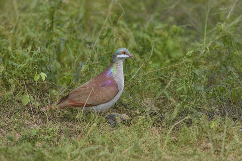 Key West Quail-Dove