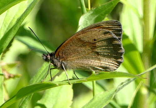 Meadow Brown