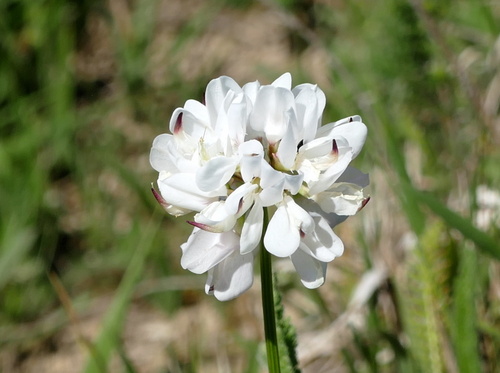 purple crownvetch