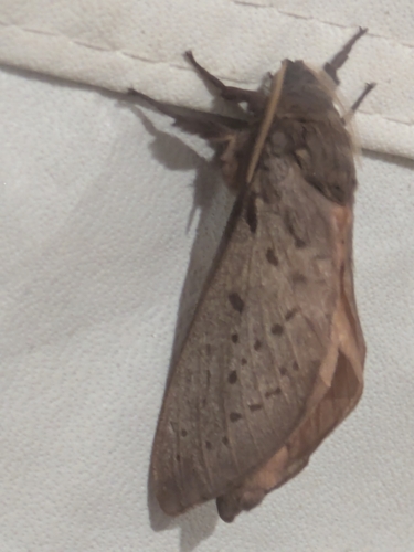 Oxycanus silvanus