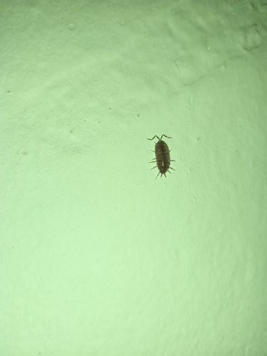 Powder Blue Isopod
