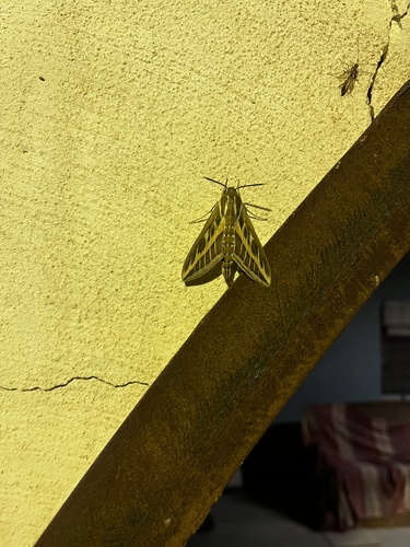 Striped Hawkmoth