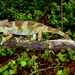 Poroto Single-horned Chameleon - Photo (c) Emmanuel Van Heygen, all rights reserved, uploaded by Emmanuel Van Heygen