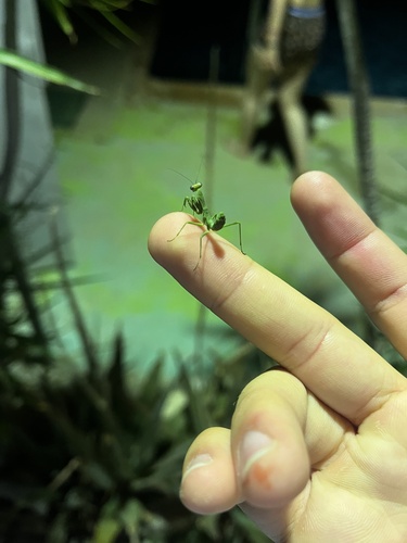 Giant African Mantis