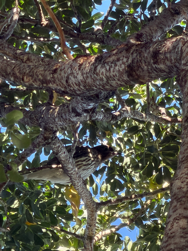 Australasian Figbird