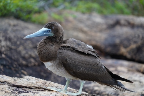 Brown Booby