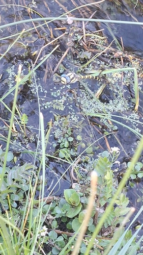 Pacific Spiketail
