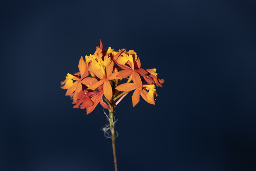 Fire-star orchid