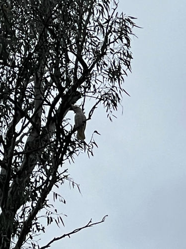 Little Corella