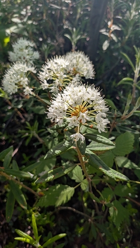 Bog Labrador Tea