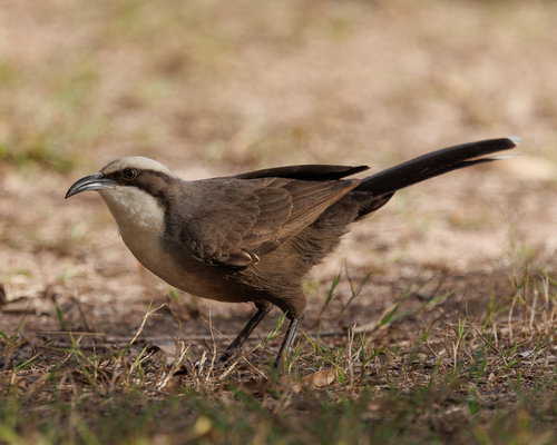 Gray-crowned Babbler