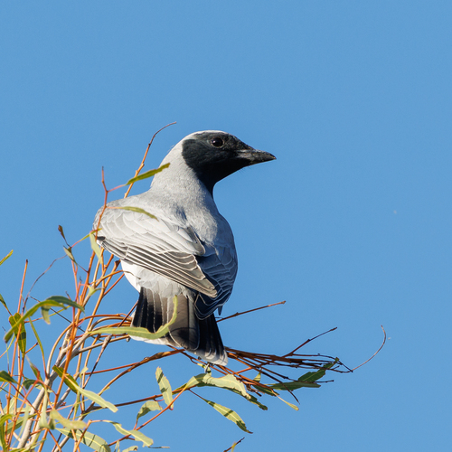 Black-faced Cuckooshrike
