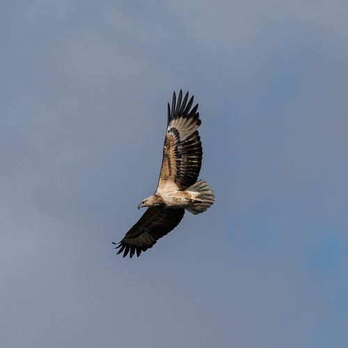 White-bellied Sea-Eagle
