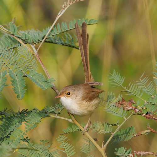 Red-backed Fairywren