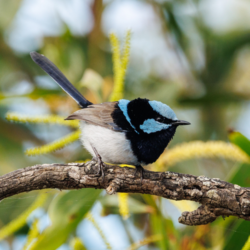 Superb Fairywren