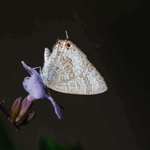 Speckled Line-Blue