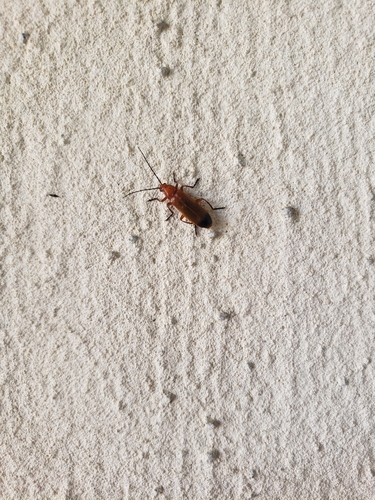 Common Red Soldier Beetle