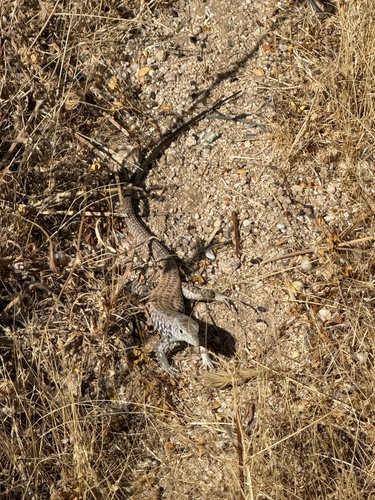 Western Whiptail