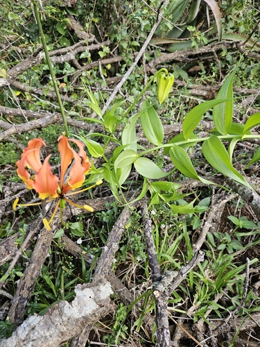 flame lily