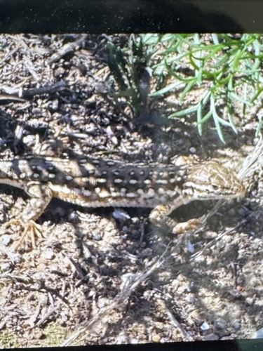 Mongolia Racerunner