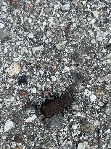 iNaturalist observation photo of Wrinkled Ironclad Beetle