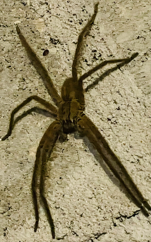 Tiger Bromeliad Spider