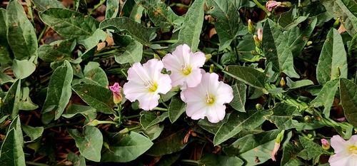 field bindweed