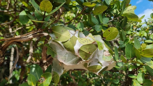 African Weaver Ant