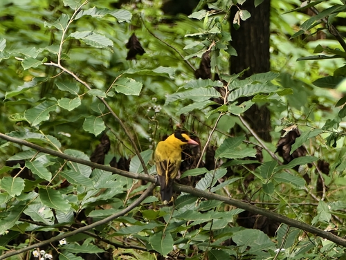 Black-naped Oriole