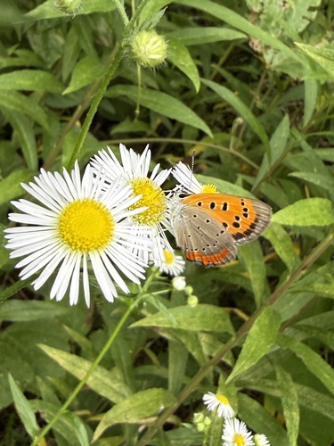 Small Copper