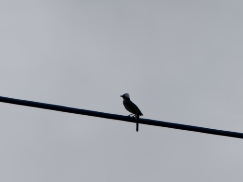 Light-vented Bulbul