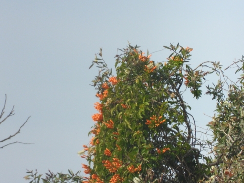 Flame vine
