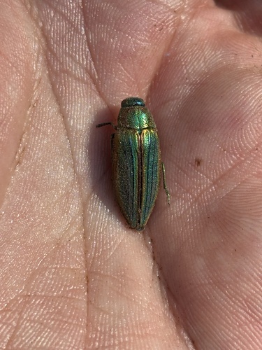 iNaturalist observation photo of Golden Buprestid Beetle