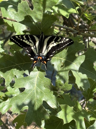 iNaturalist observation photo of Pale Swallowtail