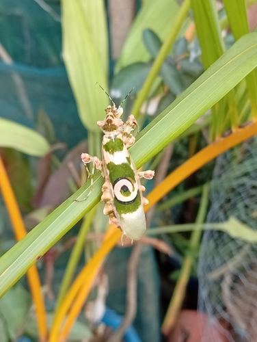 Common Spiny Flower Mantis