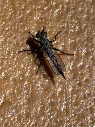 iNaturalist observation photo of Asilinae