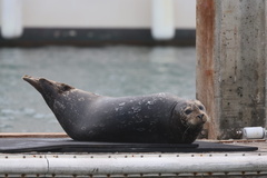Pacific Harbor Seal